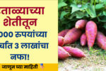 Sweet potato farming success stories in Maharashtra